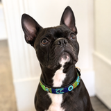 Dog Collar for Boston Terrier