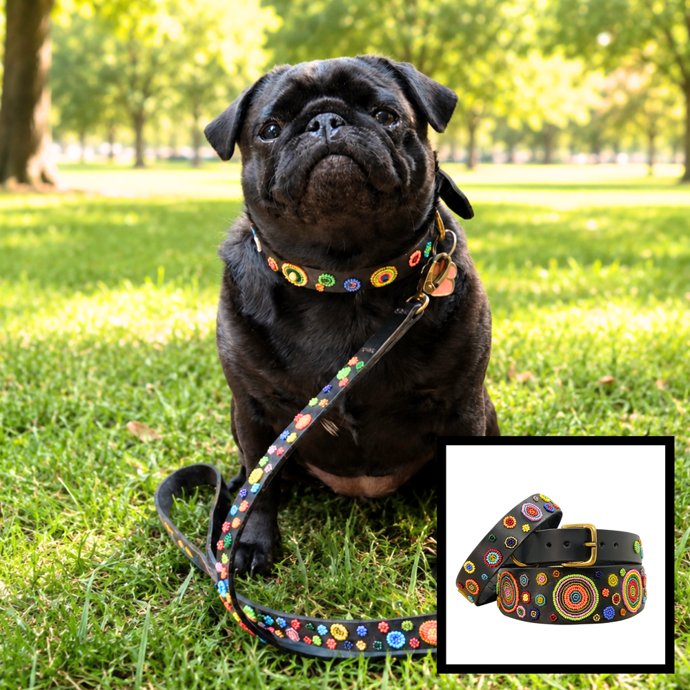 dog wearing a multi-coloured handmade beaded leather collar and leash in the Solaris design from The Maasai Collection
