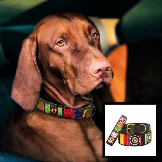 dog wearing a multi-coloured handmade beaded leather collar in the Sundance design from The Maasai Collection