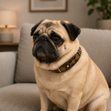 Pug dog sitting on a couch wearing a brown, black gold and white beaded leather maasai collar in a cozy living room.