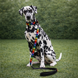 Dalmatian dog in beautiful rainbow striped hand beaded Maasai leather dog collar