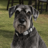 Standard Schnauzer wearing a black white and silver beaded leather collar