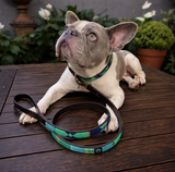 Dog Collar for French Bulldog