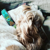 Dog Collar for Cocker Spaniel