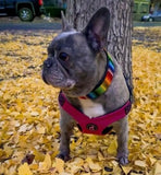 Dog Collar for French Bulldog