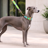 Dog Collar for Whippet