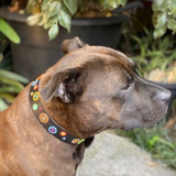 Dog Collar for Staffordshire Bull Terrier (Staffy)