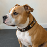 Dog Collar for Staffordshire Bull Terrier (Staffy)
