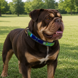 Dog Collar for British Bulldog