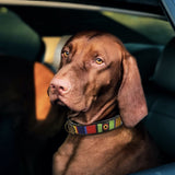 Vizsla dog with a colorful handmade beaded leather Maasai collar sitting inside a car.