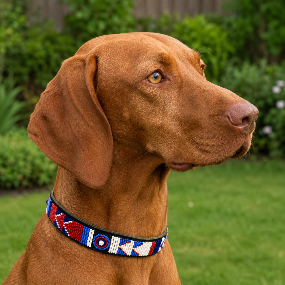 Vizsla dog wearing a colorful red white and blue beaded leather collar in an outdoor setting with greenery.