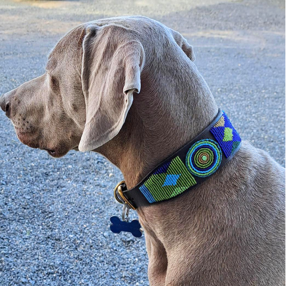 Weimaraner wearing extra-wide peacock blue green and gold beaded leather collar