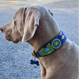Weimaraner wearing extra-wide peacock blue green and gold beaded leather collar