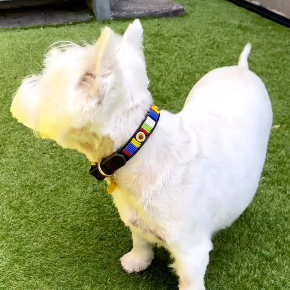 West Highland White Terrier dog with a colorful beaded leather collar standing on green grass