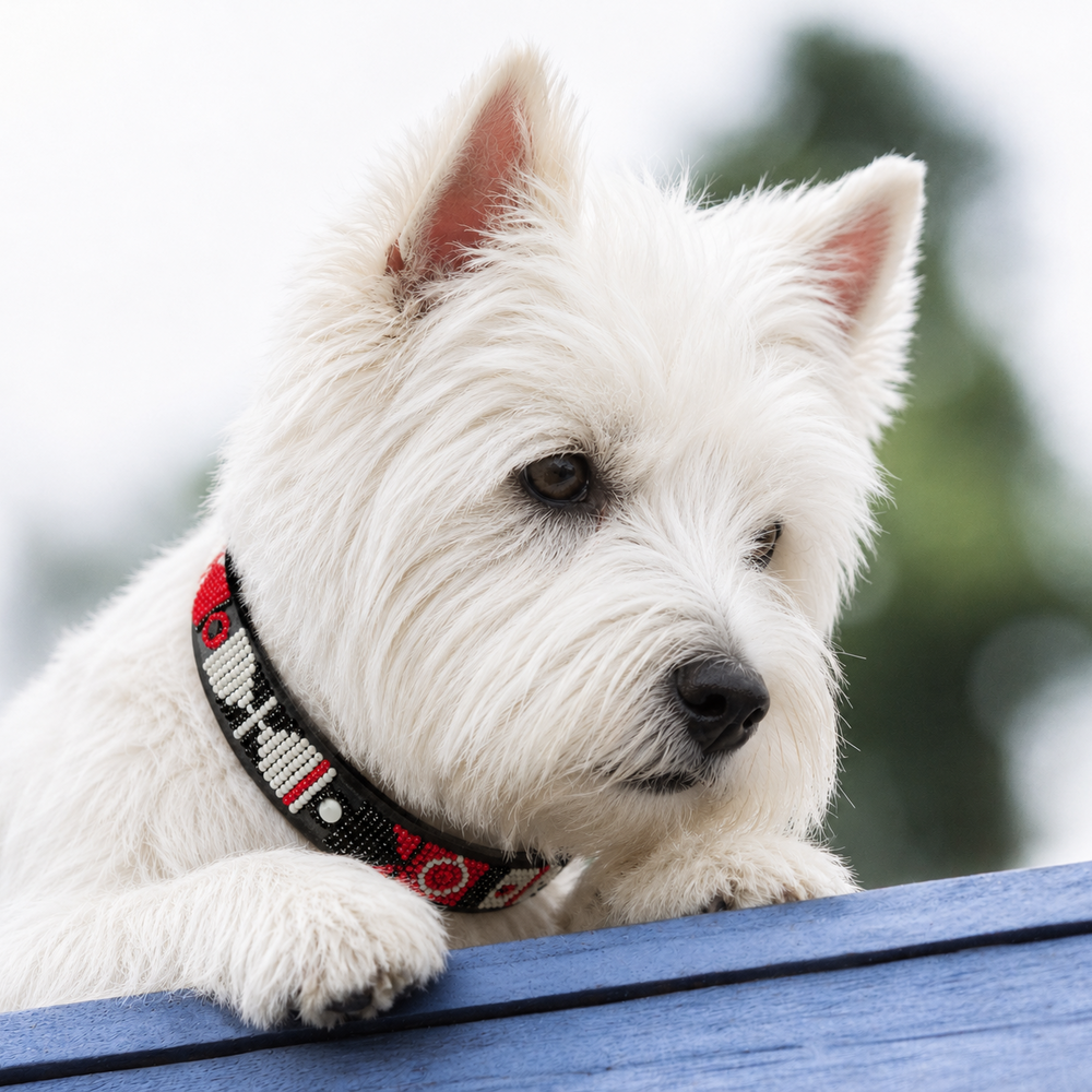 West Highland White Terrier dog with a red white and black beaded leather collar