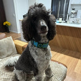 Dog Collar for Standard Poodle