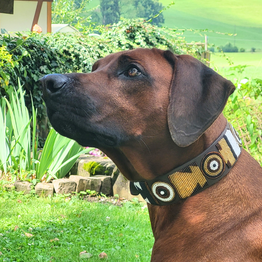 Best Dog Collar for Rhodesian Ridgebacks: A Complete Buyers Guide