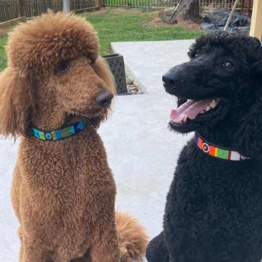 The Best Dog Collar for Poodles: Finding the Perfect Blend of Comfort & Style