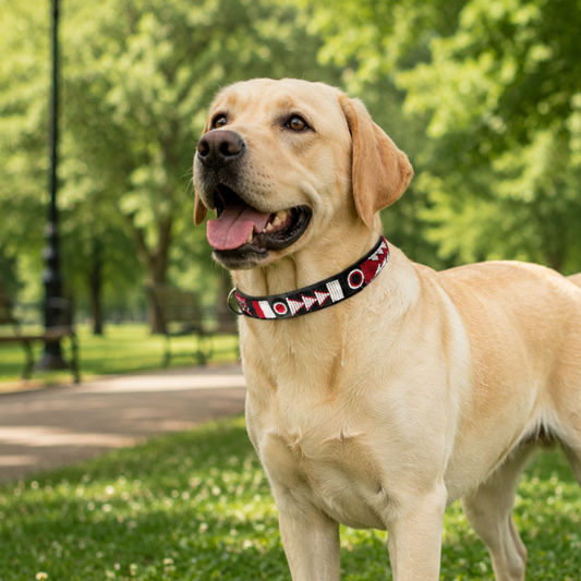 The Best Dog Collar for Labradors: Finding the Perfect Balance of Strength, Comfort & Style