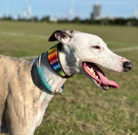 The Best Dog Collar for Whippets: Finding the Perfect Fit