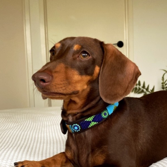 The Best Dog Collar for Dachshunds: Finding the Perfect Fit