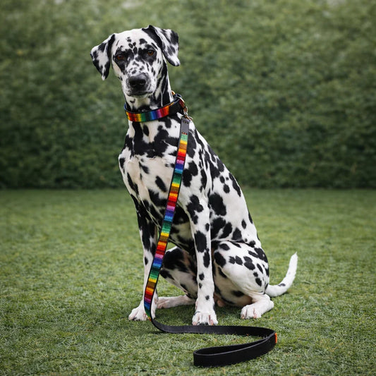 Complete the Look: Why a Matching Dog Collar & Leash Makes All the Difference