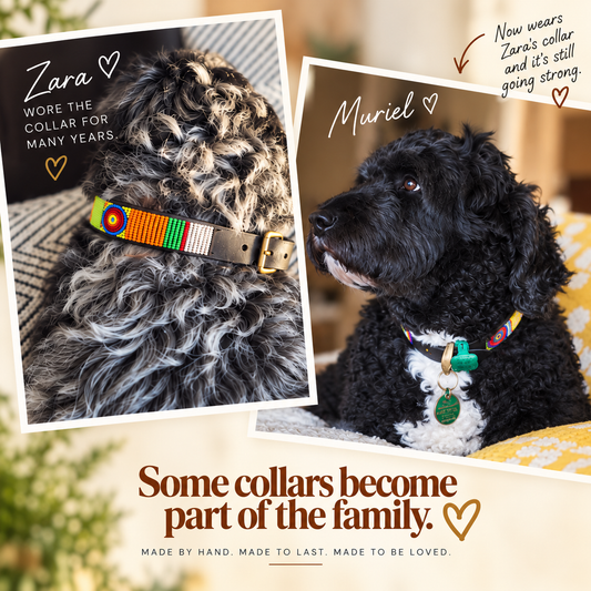 One Collar, Two Much-Loved Dogs: The Story of Zara & Muriel