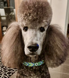 Dog Collar for Standard Poodle