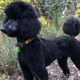 Dog Collar for Standard Poodle