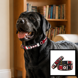 A black Labrador retriever wearing a red, black and white beaded leather dog collar on black leather from The Maasai Collection 