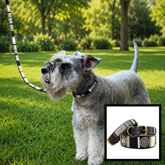 dog wearing black white and silver handmade beaded black leather collar and leash from The Maasai Collection in their Moonlight design