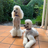 Dog Collar for Standard Poodle