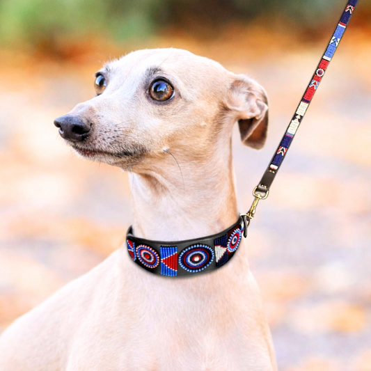 small dog with red white and blue beaded leather extra wide lurcher collar and leash in Liberty design handmade by The Maasai Collection 