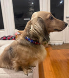 Dog Collar for Dachshund