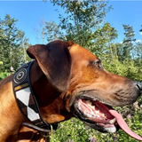 Dog Collar for Rhodesian Ridgeback
