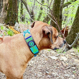 Dog Collar for Rhodesian Ridgeback