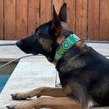 Dog Collar for German Shepherd