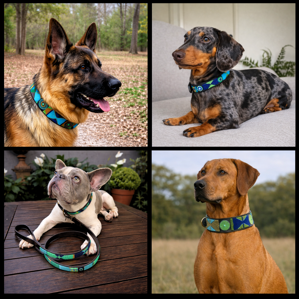 Collage of four dogs wearing various sizes and widths of handmade dog collars for The Maasai Collection featuring the blue green and gold Peacock design 
