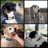 Collage of four dogs wearing various sizes and widths of black white and silver handmade beaded leather collars and leashes from The Maasai Collection Moonlight design

