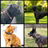 Collage of 3 dogs and a cat wearing various sizes and widths of handmade dog collars for The Maasai Collection featuring the multi-coloured Solaris design 
