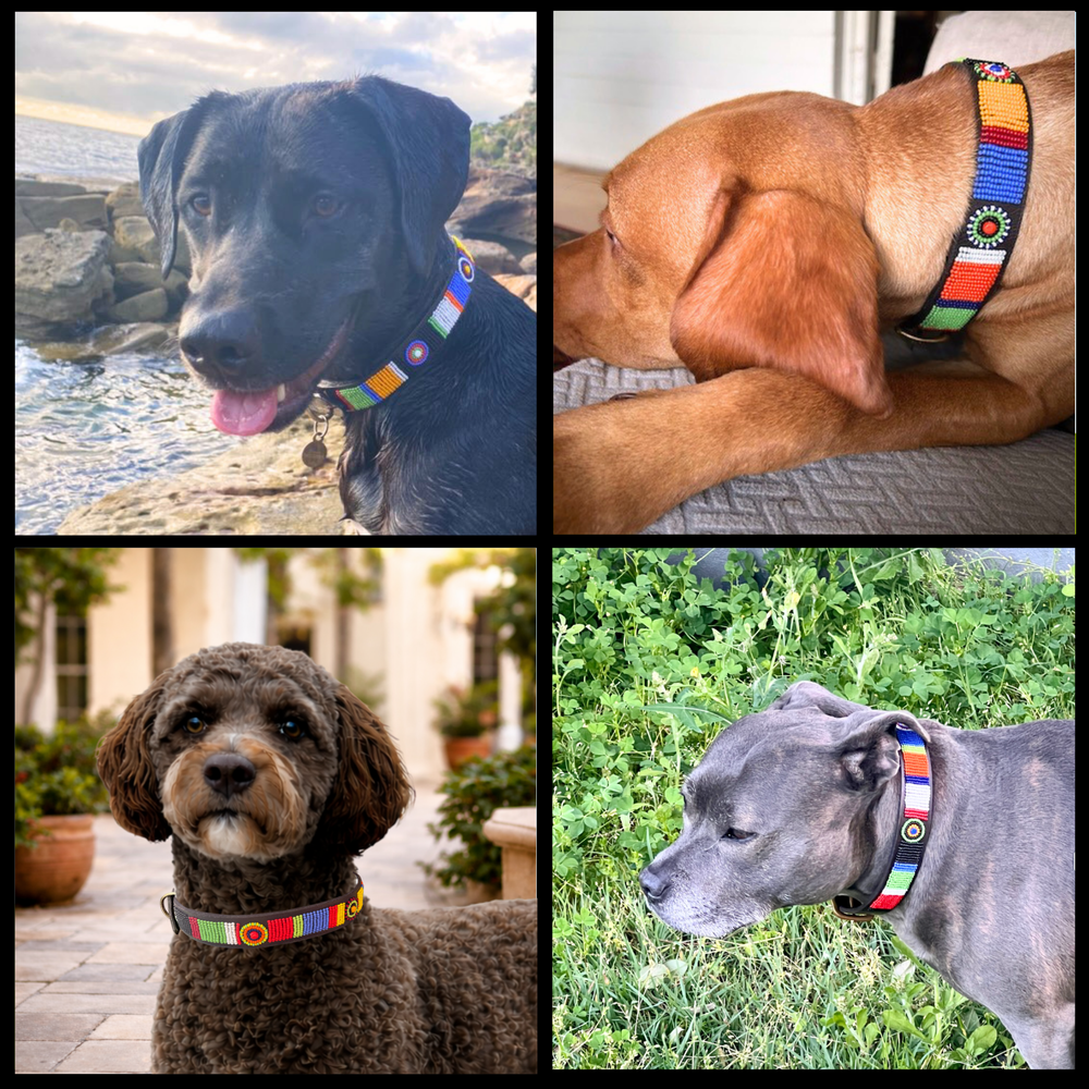 Collage of four dogs wearing various sizes and widths of the multi-coloured Sundance design handmade beaded leather collars and leashes from The Maasai Collection