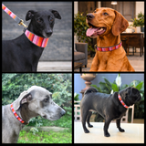 Collage of four dogs wearing various sizes and widths of handmade beaded leather dog collars for The Maasai Collection featuring pink and gold Flamingo design 