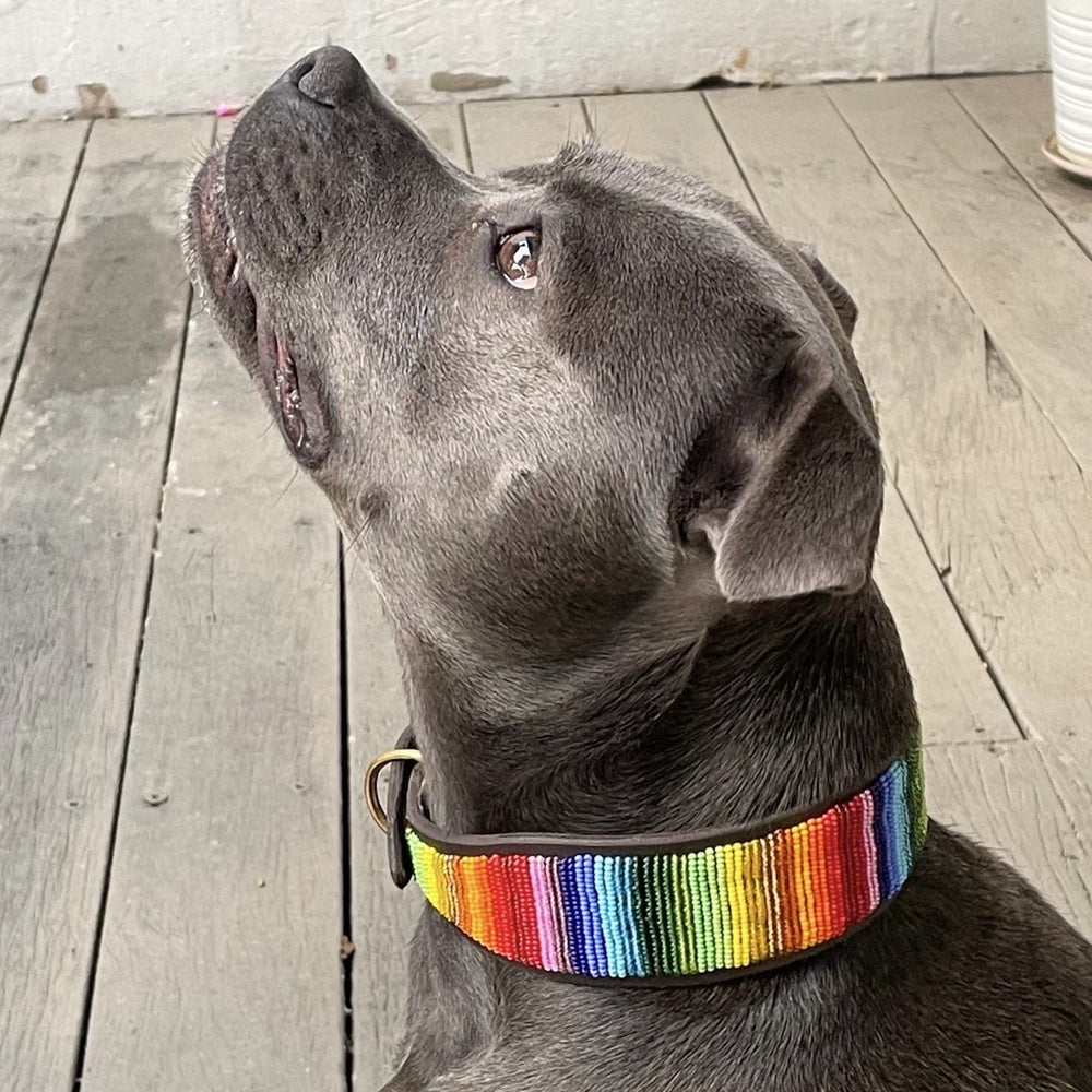 Gray dog wearing a colorful rainbow collar on a wooden deck