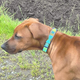 Dog Collar for Rhodesian Ridgeback