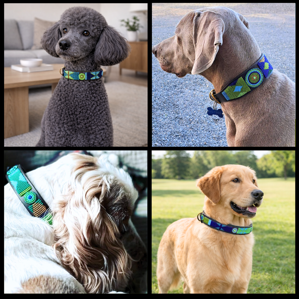 Collage of four dogs wearing various sizes and widths of handmade dog collars for The Maasai Collection featuring the blue green and gold Peacock design 