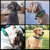 Collage of four dogs wearing various sizes and widths of handmade dog collars for The Maasai Collection featuring the blue green and gold Peacock design 