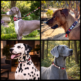 Collage of four dogs wearing various sizes and widths of black white and red handmade beaded leather collars and leashes from The Maasai Collection in Pride design