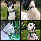 Collage of three dogs and a cat wearing various sizes and widths of black white and silver handmade beaded leather collars and leashes from The Maasai Collection Moonlight design