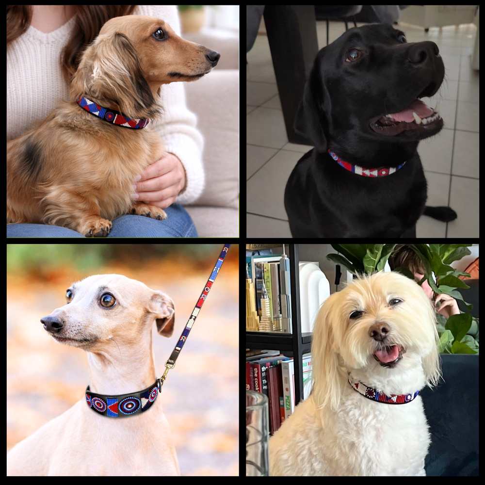 Collage of four dogs wearing various sizes and widths of the red white and blue Liberty design handmade beaded leather collars and leashes from The Maasai Collection