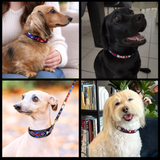 Collage of four dogs wearing various sizes and widths of the red white and blue Liberty design handmade beaded leather collars and leashes from The Maasai Collection